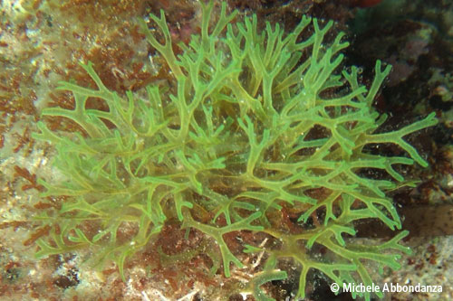 <p>forked weed</p>