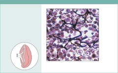<p>fibers form a soft internal skeleton (stroma) that supports other cell types including white blood cells, mast cells, and macrophages</p>