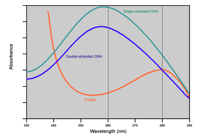<p>A260nm of free nucleotides > ssDNA > dsDNA</p>