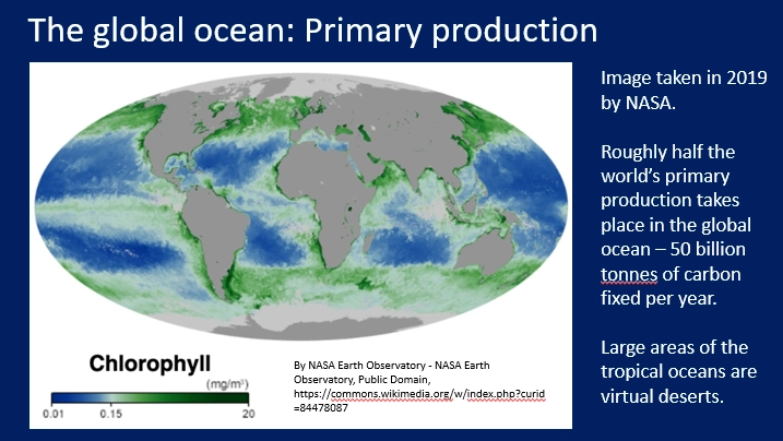<p>primary production is <strong>higher at higher latitudes</strong>, and <strong>lowest in the tropical open oceans</strong>- this is surprising considering terrestrial primary production is highest at the tropics</p><ul><li><p><strong>tropical </strong>oceans have <strong>low</strong>, <strong>stable </strong>productivity year-round because of the sunlight hours producing a <strong>constant thermocline</strong> that <strong>prevents vertical mixing</strong> of nutrients (so surface waters are <strong>nitrogen-depleted</strong>)</p></li><li><p><strong>temperate</strong> and <strong>polar </strong>oceans have <strong>no thermocline</strong> in the winter and experience <strong>more storms</strong>, so the water is <strong>nutrient-rich</strong>, allowing a spike of high primary productivity in the spring/summer <strong>when light isn’t limiting</strong></p></li></ul><p>there are also <strong>hotspots </strong>of primary production on the <strong>west </strong>side of continents</p><ul><li><p>this is because of ‘<strong>upwellings</strong>’ of cold, deep <strong>nutrient-rich</strong> water (due to wind) up to the <strong>continental shelf </strong>at <strong>coasts </strong>that recycle nutrients</p></li></ul><p></p><ul><li><p>this is carried out by <strong>bacterioplankton </strong>(cyanobacteria) and <strong>phytoplankton </strong>(diatoms, dinoflagellates and coccolithophores)</p></li><li><p><strong>kelp</strong>, a <strong>multicellular brown algae</strong>, is also responsible for high productivity at temperate coasts- it is an ecosystem engineer by supporting many other species (but not a carbon sequesterer) </p></li></ul><p></p>