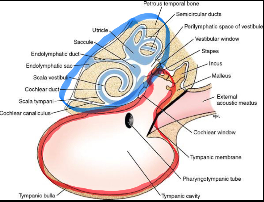 <p>Encircled in blue</p>