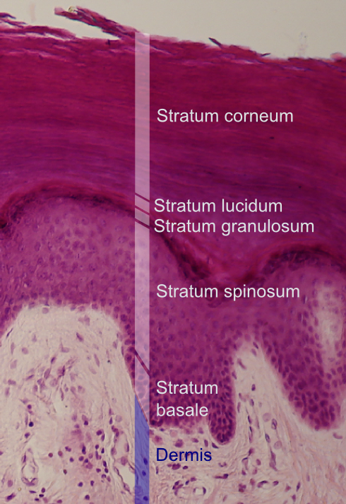 <p>5th</p>