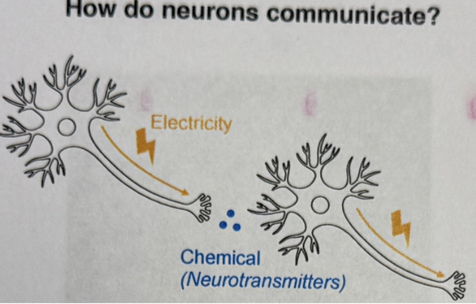 <p>Electricity travels through axon terminal and releases neuro transmitters which dendrites of other neuron sense</p><ul><li><p>control movement and more</p></li></ul><p></p>