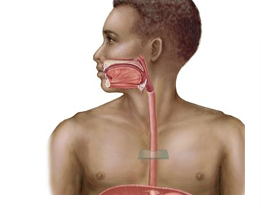<p>propels food to the stomach, muscular tube that connects the pharynx to the stomach</p>