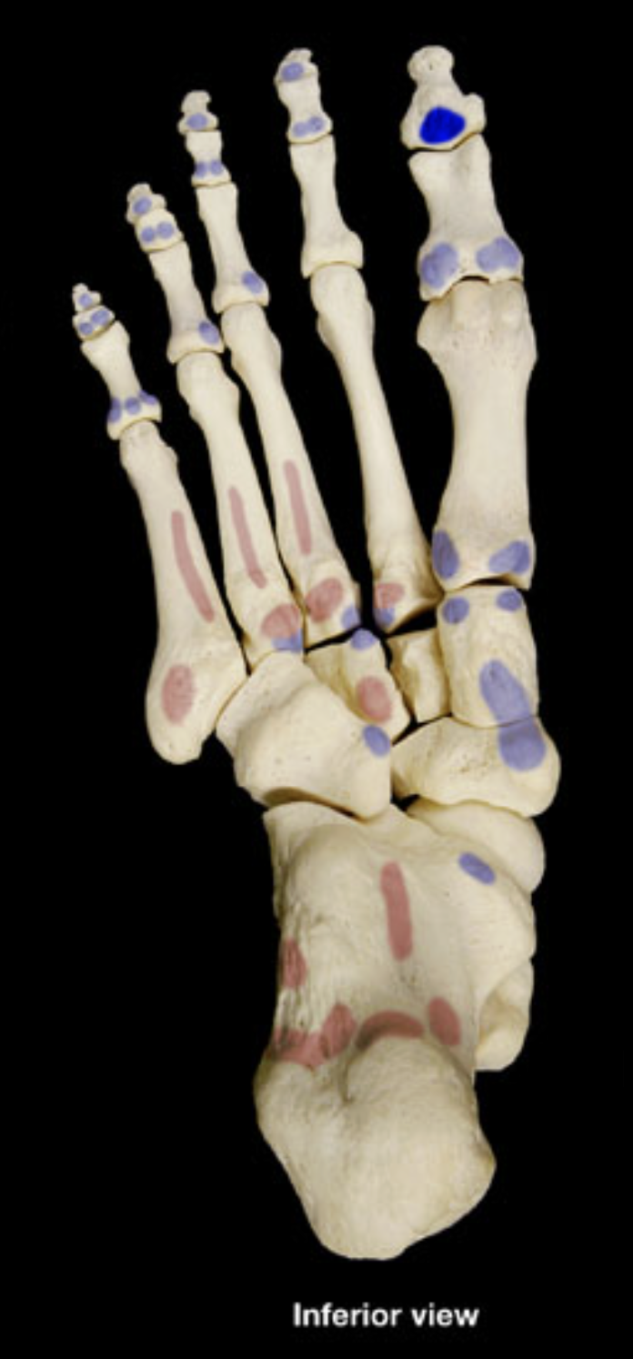 <p>distal phalanx of 1st digit</p>