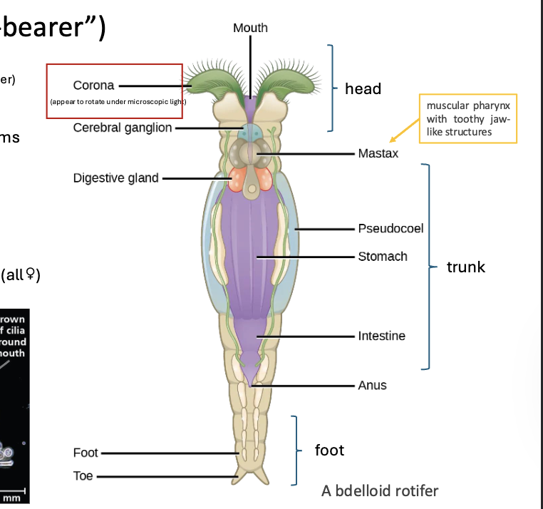 <p>ROTIFERA Anatomy (3 Regions, 9 Parts, 3-5-1)</p>