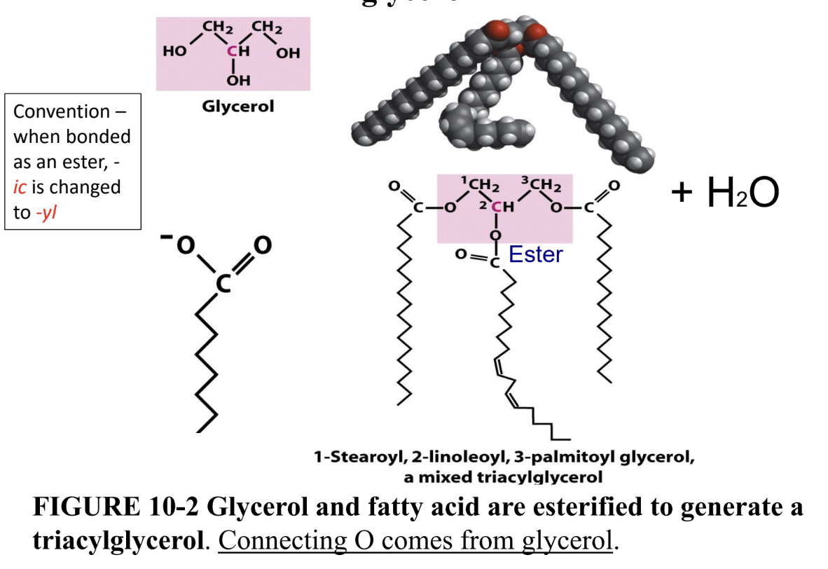 <p>Why are triacylglycerols better energy storage than polysaccharides?</p>