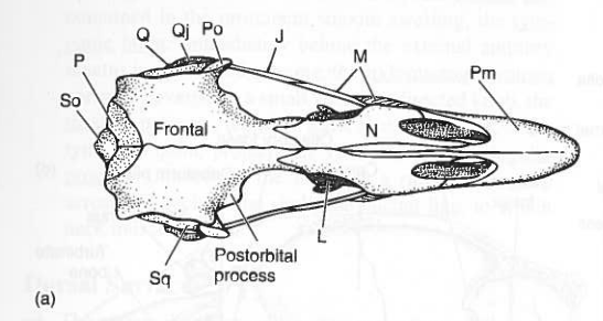 <p>Pm</p>
