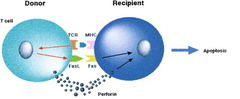 <p>transfer of fragments of DNA from one organism, or species, to another</p>