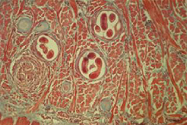 <p>phylum: nematoda</p>