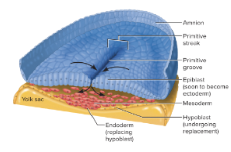<p>what are the primary embryonic tissue types?</p>