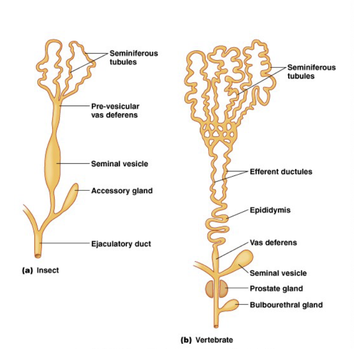 <p>release of sperm from body</p><ul><li><p>spray over eggs</p><ul><li><p>no direct transfer</p></li></ul></li><li><p>copulation</p><ul><li><p>direct transfer - lining up openings, no insertion</p></li><li><p>hemipene - insert organ into female</p></li><li><p>blood pressure - increased blood leads to increase in size and stiffness (allows for insertion)</p></li><li><p><em>Os penis - </em>actual bone (walruses, raccoons)</p></li></ul></li></ul><p>[dogs have an os penis <em>and</em> they use blood pressure (combination)]</p>
