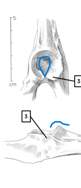 <ul><li><p>narrow acetabular notch</p></li><li><p>rounded lip</p></li></ul><p></p><p>sheep pelvis</p><p></p>