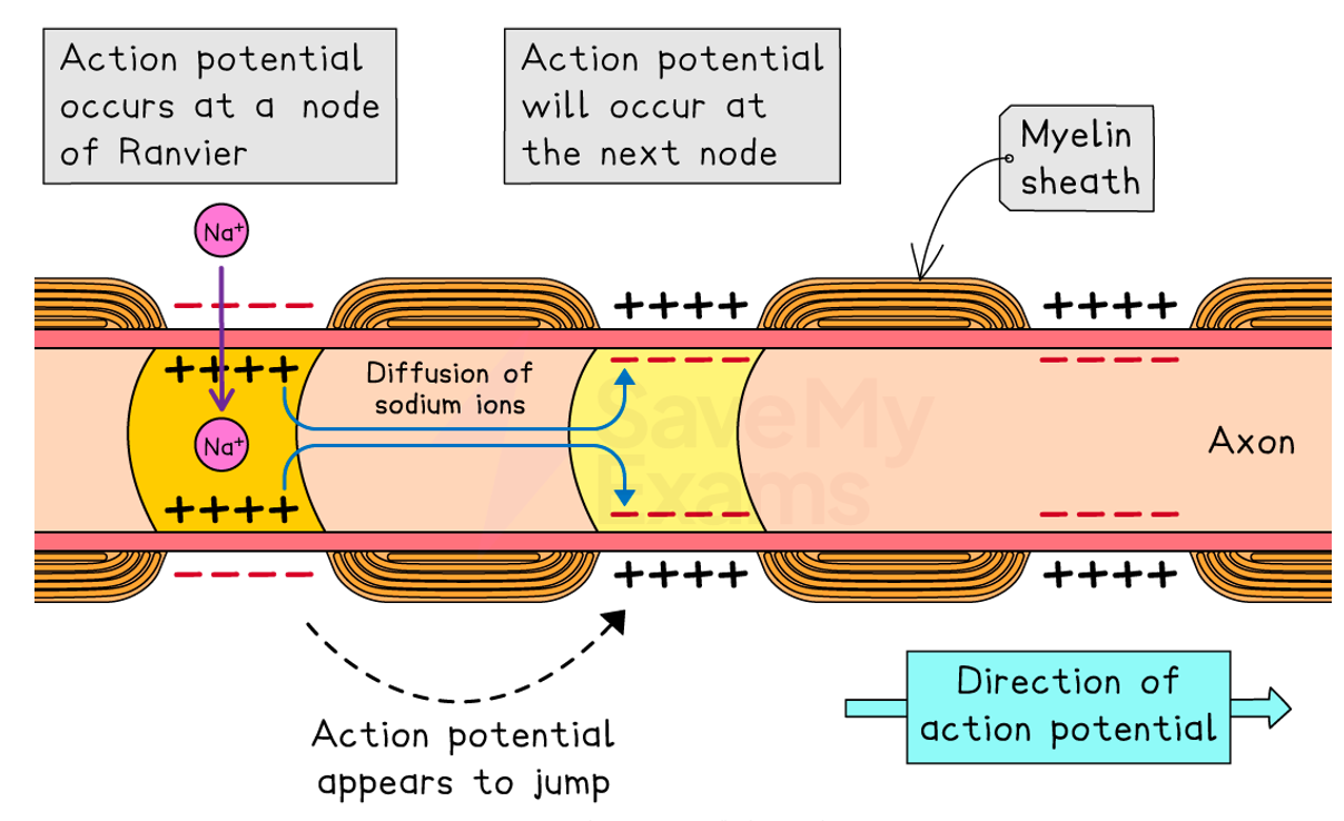 <p><strong>Saltatory conduction:</strong></p><ul><li><p>the impulse ‘jumps’ from one node of Ranvier to another</p></li><li><p>depolarisation cannot occur where the myelin sheath acts as an electrical insulator → so, the impulse does not travel along the whole length of the axon </p></li></ul><p></p>