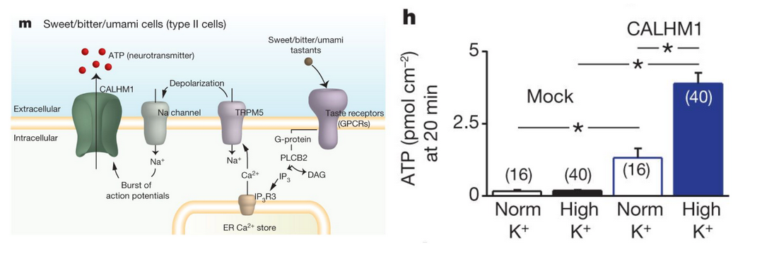 <p>Taste bud cells deliver ATP as a signaling molecule to neurons to indicate when the specific tastant it is their job to monitor has been detected. Panel <strong>m</strong>&nbsp; provides the signal transduction pathway for this process, which involves a cascade of membrane potential relevant events that eventually opens the channel that allows taste cell ATP delivery to neurons. This is a rare case of signal being exported not from vesicles, but through&nbsp;</p><p>Panel <strong>h</strong> shows the results of experiments in which the ATP secretion of cells with (the two bars on right) and without (two bars on left) the ATP channel CALHM1 that are bathed in normal and in high K<sup>+</sup> solutions. (Stars represent significant differences between bars 1&amp;3, 2&amp;4 and 3&amp;4. #s in parenthesis are just number of cells tested)</p><p><span>Here we revisit Homework one. The results of this experiment demonstrate that depolarization of these cells suffices to activate the ATP channel CALHM1. You know from Bi221 that ATP has a </span>negative charge <span>so the driving force on it is is negative . Although the signal transduction pathway in these cells involves opening a series of cell membrane spanning </span>sodium<span> channels, the researchers added </span>potassium t<span>o the fluid surrounding the cells because the leak channels that allow this ion to move through the membrane have the highest </span>conductance<span>. It's also true that if you have 150/10 as a ratio, adding 20 to the numerator has a much smaller effect than adding 20 to the denominator.</span></p>
