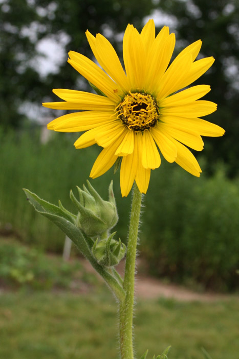 <p>The scientific name is __________.</p>