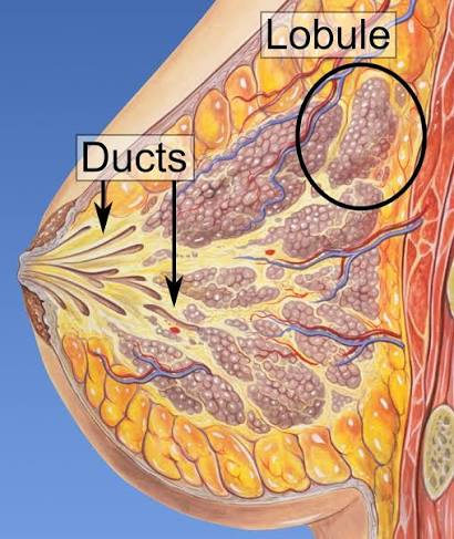 <p>hormone promoting lobular & alveolar development?</p>
