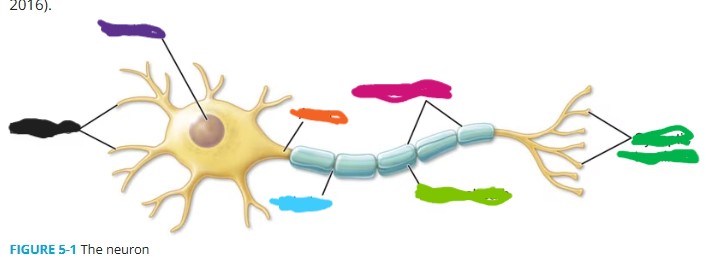 <p>light green (neuron)</p>