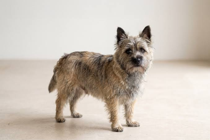 <p>What breed is this dog?</p>