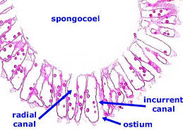 <p>Class: Calcarea - Calcareous sponges </p>