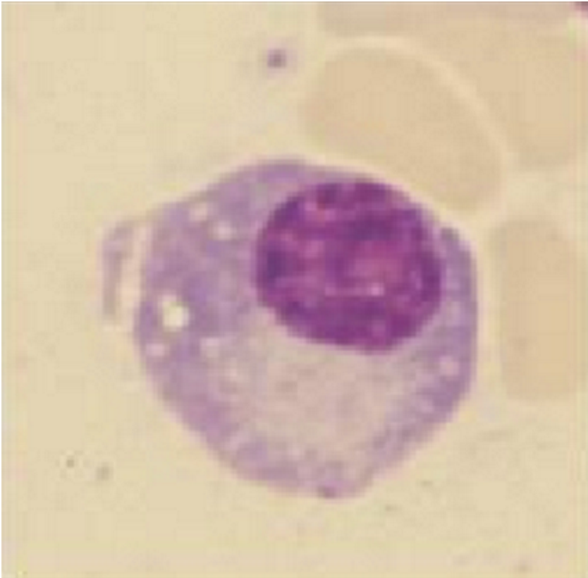 term image