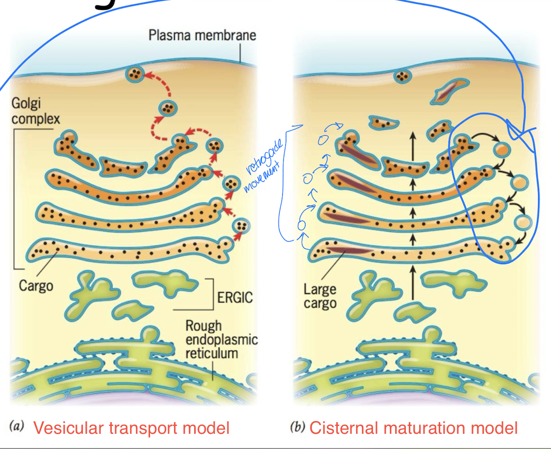 <ul><li><p>2 Models:</p></li><li><p>a) Vesicular transport model</p><ul><li><p>Vesicles carry cargo from one Golgi cisterna to the next</p></li><li><p>Golgi enzymes remain in their compartments</p></li></ul></li><li><p>b) Cisternal maturation model</p><ul><li><p>Cargo remains inside a cisterna as it matures</p></li><li><p>Golgi enzymes move backward through retrograde vesicles</p></li></ul></li><li><p>Note: current evidence supports cisternal maturation model</p></li></ul><p></p>
