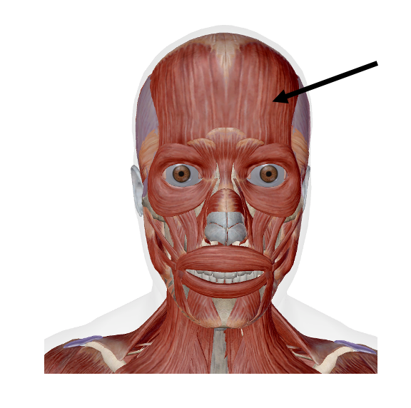 <p>Identify the name of the muscle that the arrow is pointing to in the image.</p>