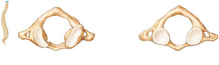 <p>What is the top part of each bone called?</p>