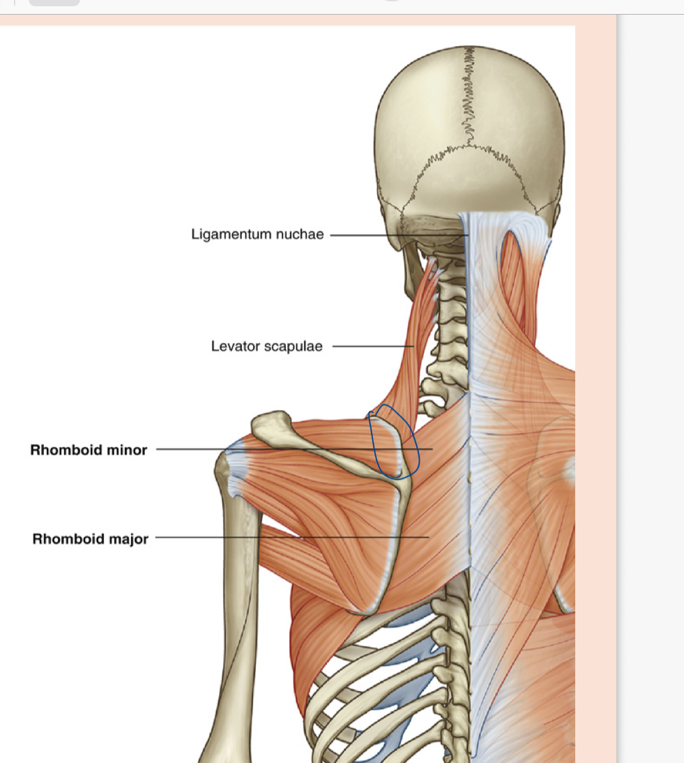 <p>origin: transverse process of CI-CIV</p><p>insertion: medial border of scapula</p><p>action: elevate scapula</p><p>innervation: dorsal scapular nerve (c4-c5)</p>