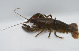 <p>resembles a large, small lobster.</p>