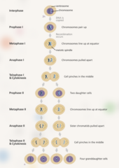 <p>Meiosis I:</p><p>- Diploid cell (2N, 2C)</p><p>- Diploid cell after replication (2N, 4C)</p><p>- Cell divides, becomes haploid (1N, 2C) (2 Cells)</p><p>Meiosis II:</p><p>- Haploid cells from meiosis I separate sister chromatids and divide → 4x (1N, 1C) Cells</p>