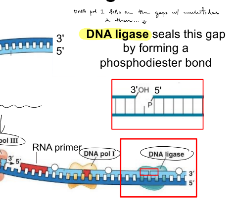 <p><strong>seals the gap by forming a <u>phosphodiester bond</u></strong></p><ul><li><p>(the gap is b/w where DNA pol filled in the gap &amp; part of synthesized strand)</p></li><li><p>(aka when the primer is replaced by DNA, a new piece of DNA is made BUT that piece is not attached to the neighboring DNA, which creates a <strong><u>gap b/w the 3’ &amp; 5’ ends of neighboring pieces)</u></strong></p></li></ul><p></p>