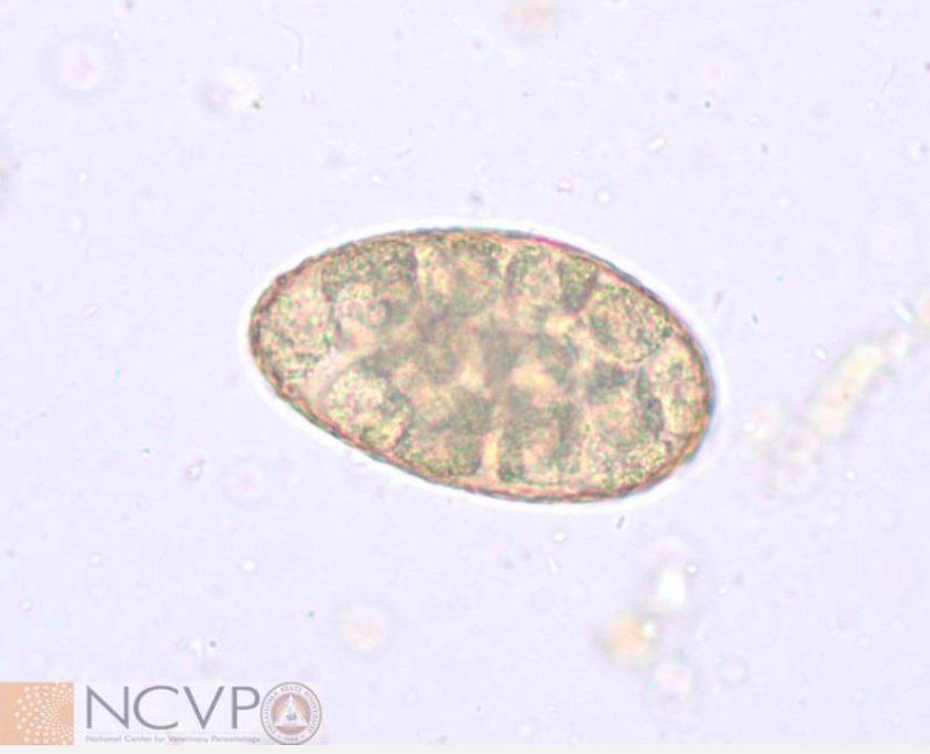 <p><em>Nanophyetus salmincola</em>: Diagnosis and Treatment</p>
