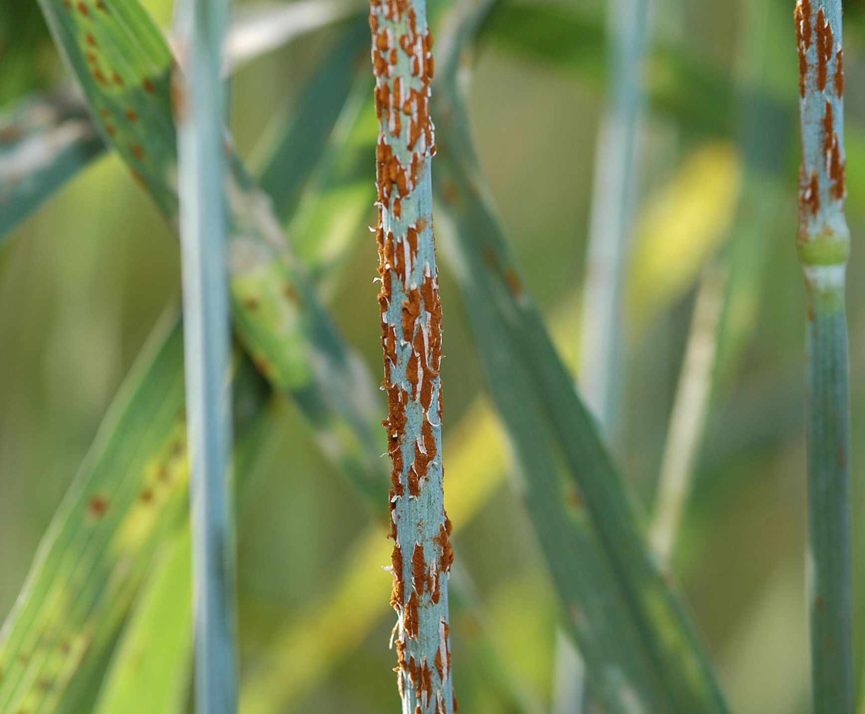 <p>The fungus forms brick-red blisters on the surface of the leaves &amp; stem </p>