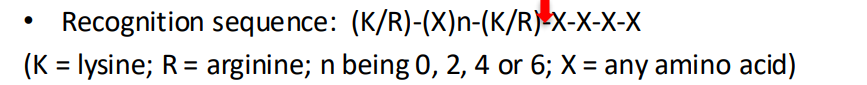 <p>Proprotein cleavage is carried out by proprotein convertase enzymes, which have specific recognition sequences of amino acids, which they cleave. Proprotein cleavage is performed on premature insulin peptides. Part C is cleaved after parts A and B have formed disulfide bonds and folded into shape.</p>