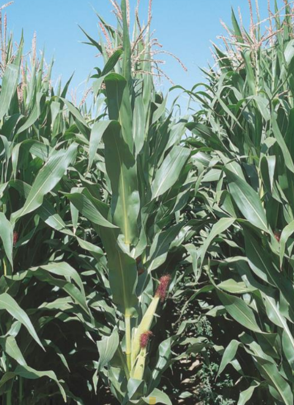 <p>What are hybrid seeds successful in?</p>