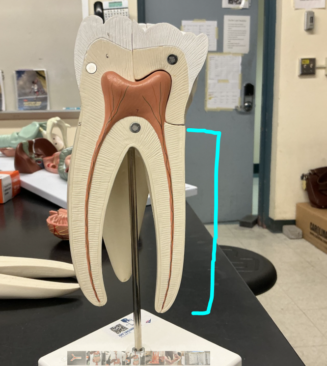 <p>name this region</p>