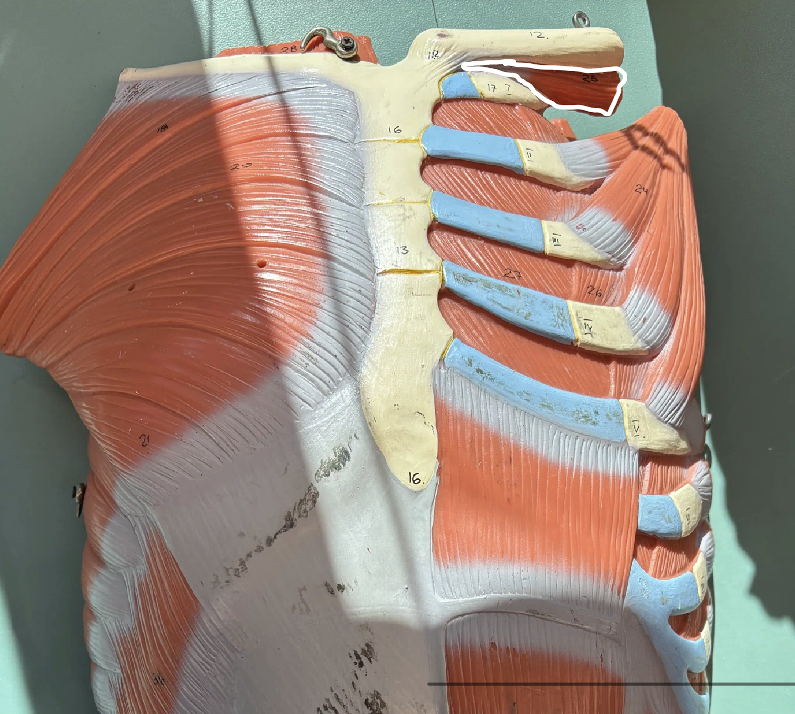 term image
