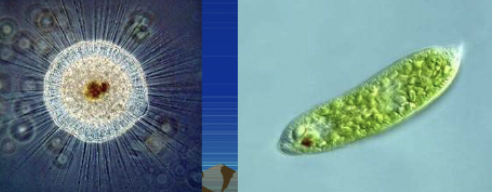 <p>What are protists? </p>