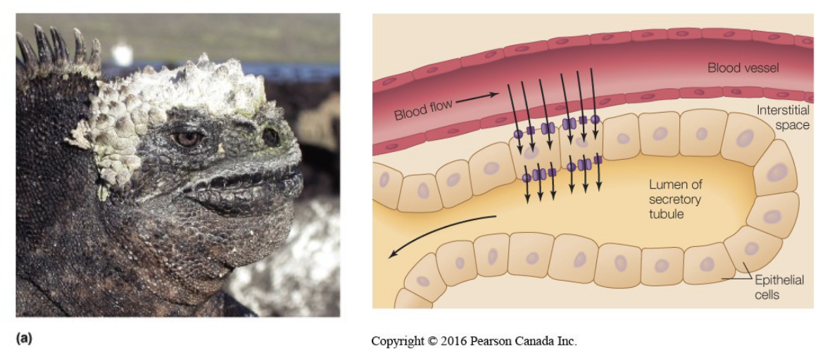 <ul><li><p>environment</p><ul><li><p>salty environments, around the sea or other places where excess salt needs to be removed from the body</p></li></ul></li><li><p>secretory tubules dump salt</p><ul><li><p>really salty fluid leaves first, blood will continually pump salt into the lumen, and lumen pumps salt the other way so the smaller gradient can be maintained without having to use as much energy to pump things farther (like if you had a large gradient)</p></li></ul></li><li><p>countercurrent flow</p><ul><li><p>maintains small gradients throughout the vessels so there is constant exchange</p></li></ul></li></ul><p></p>