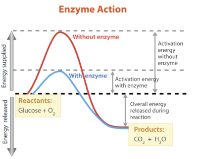 <p>It lowers activation energy.</p>