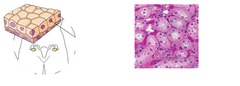 <p>Function: Secretion and absorption</p><p>Location: Kidney tubules; ducts and secretory portions of small glands; ovary surface</p>
