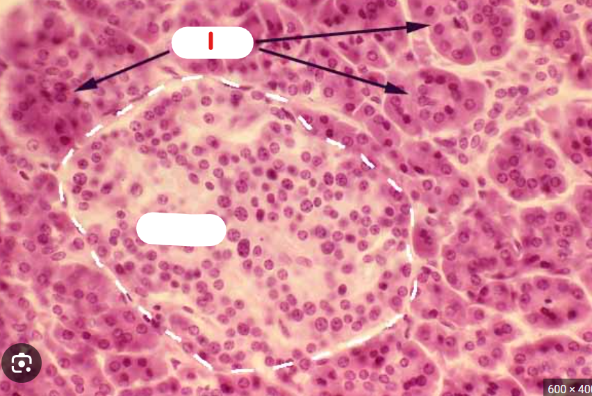 <p>What is number 1?</p>