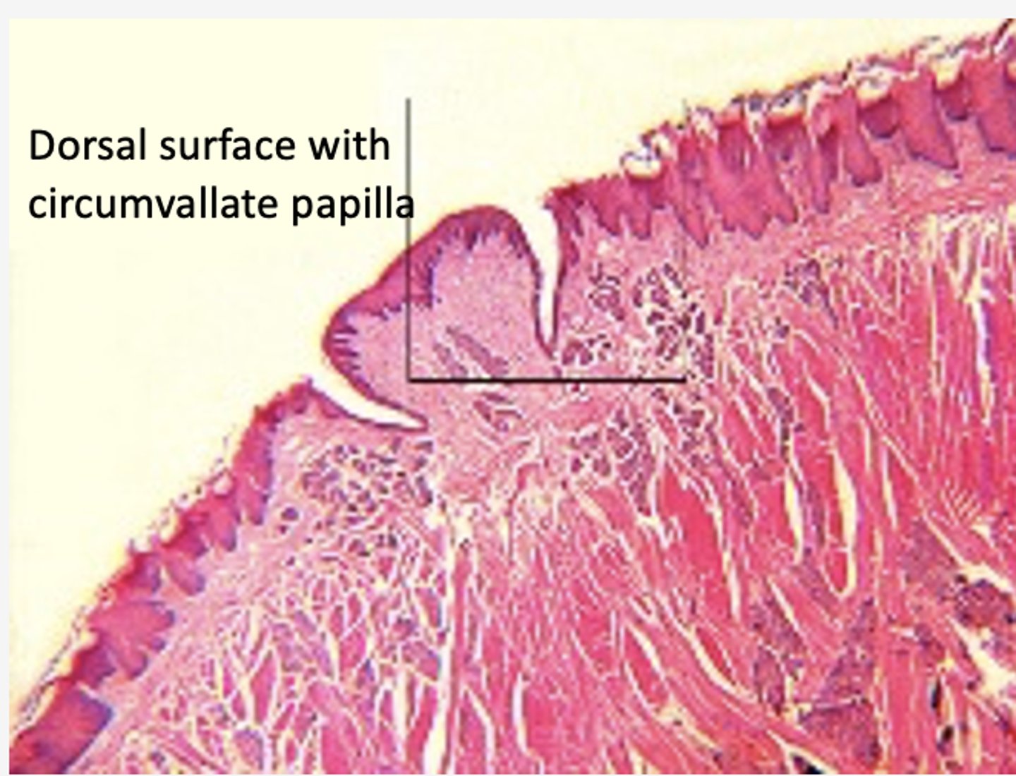 <p>Identify the mucosa</p>