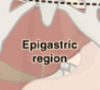 <p>What digestive organs are in the Epigastric? </p>