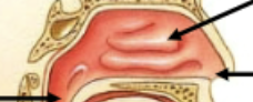 <p>3 ridges of cartilage in nasal cavity, off the lateral wall. Generates turbulance of inspirated air and coated in mucous membrane to warm the air up (lots of warm blood supplied; increased contact)</p>