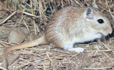 <p>Main Gerbil species you need to know</p>