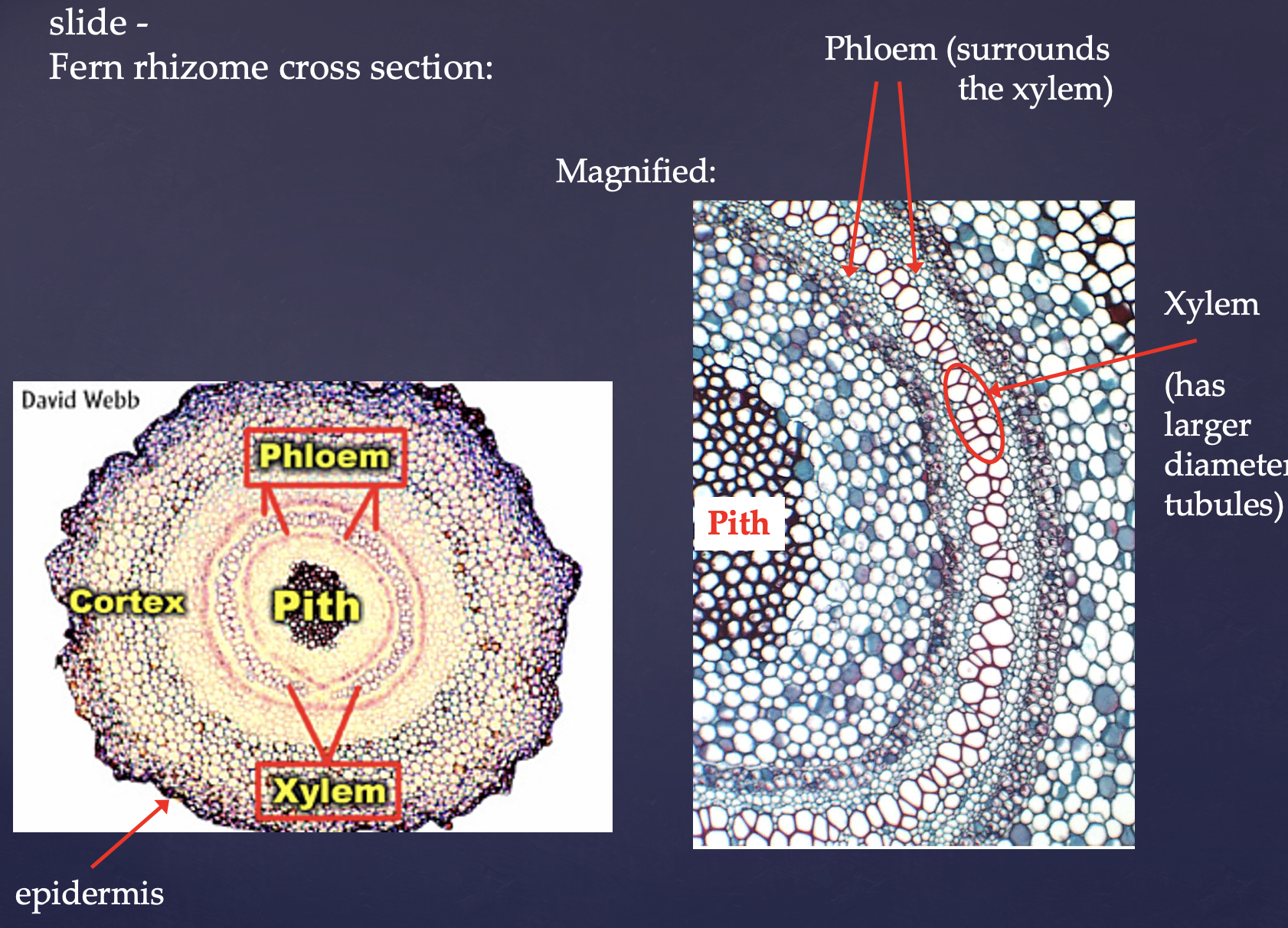 <p>Most important parts are the xylem, phloem and epidermis </p>