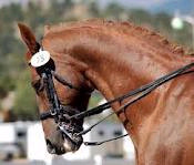 <p>1. show one's resentment or anger, especially by throwing up one's head and drawing in one's chin. </p><p>2. put a bridle on (a horse).</p>
