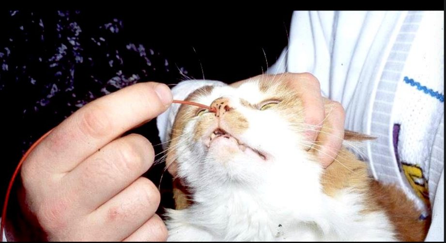 <p>Ventromedially (aiming for the ventral meatus).</p><p><em>Steady head (hand on top of head &amp; under chin) </em></p>